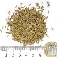 Кимион плод 100 гр