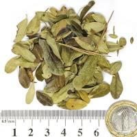 Боровинка листа