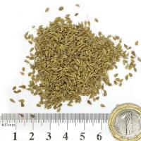 Анасон плод 100 гр