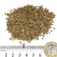 Копър плод 100 гр